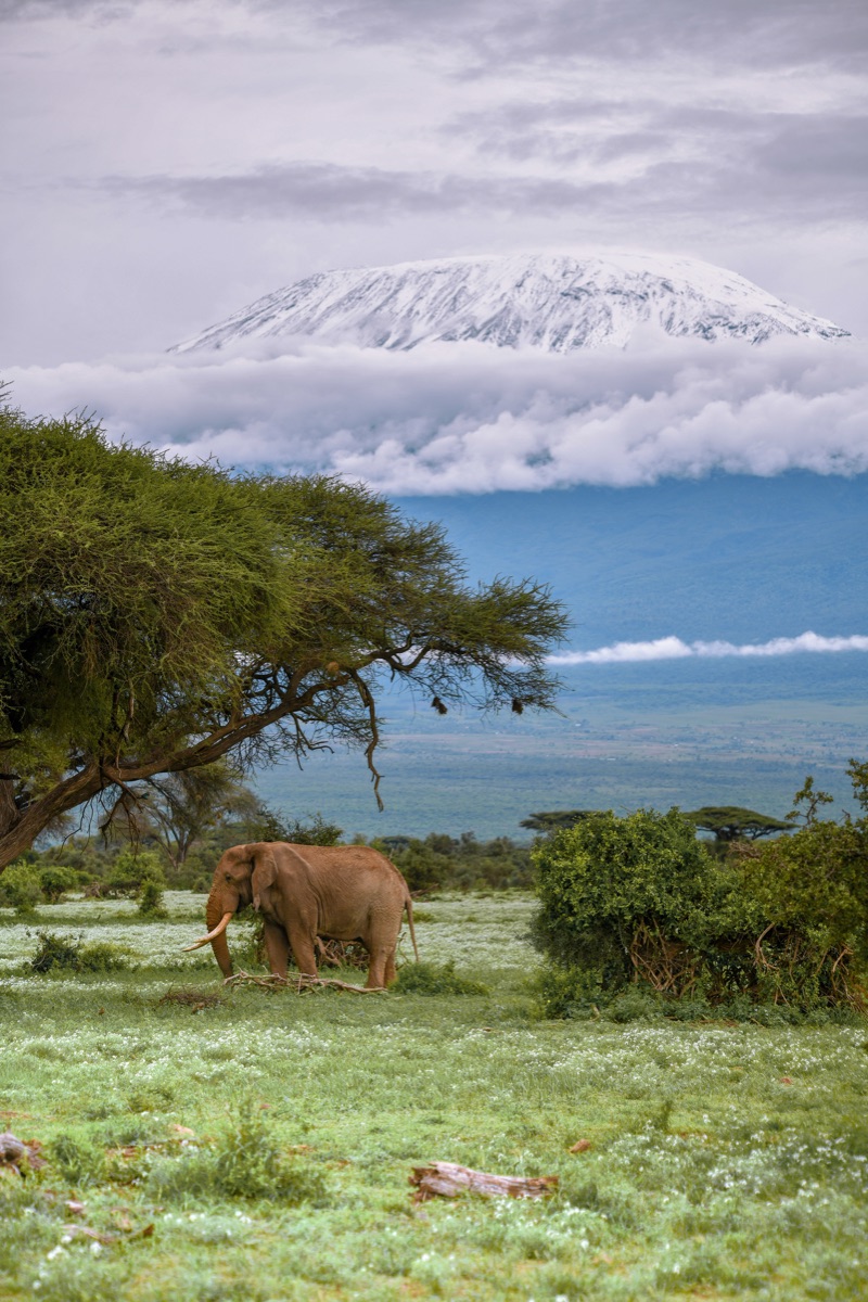 Elefant vor dem schneebedeckten Kilimandscharo im Amboseli-Nationalpark in Kenia