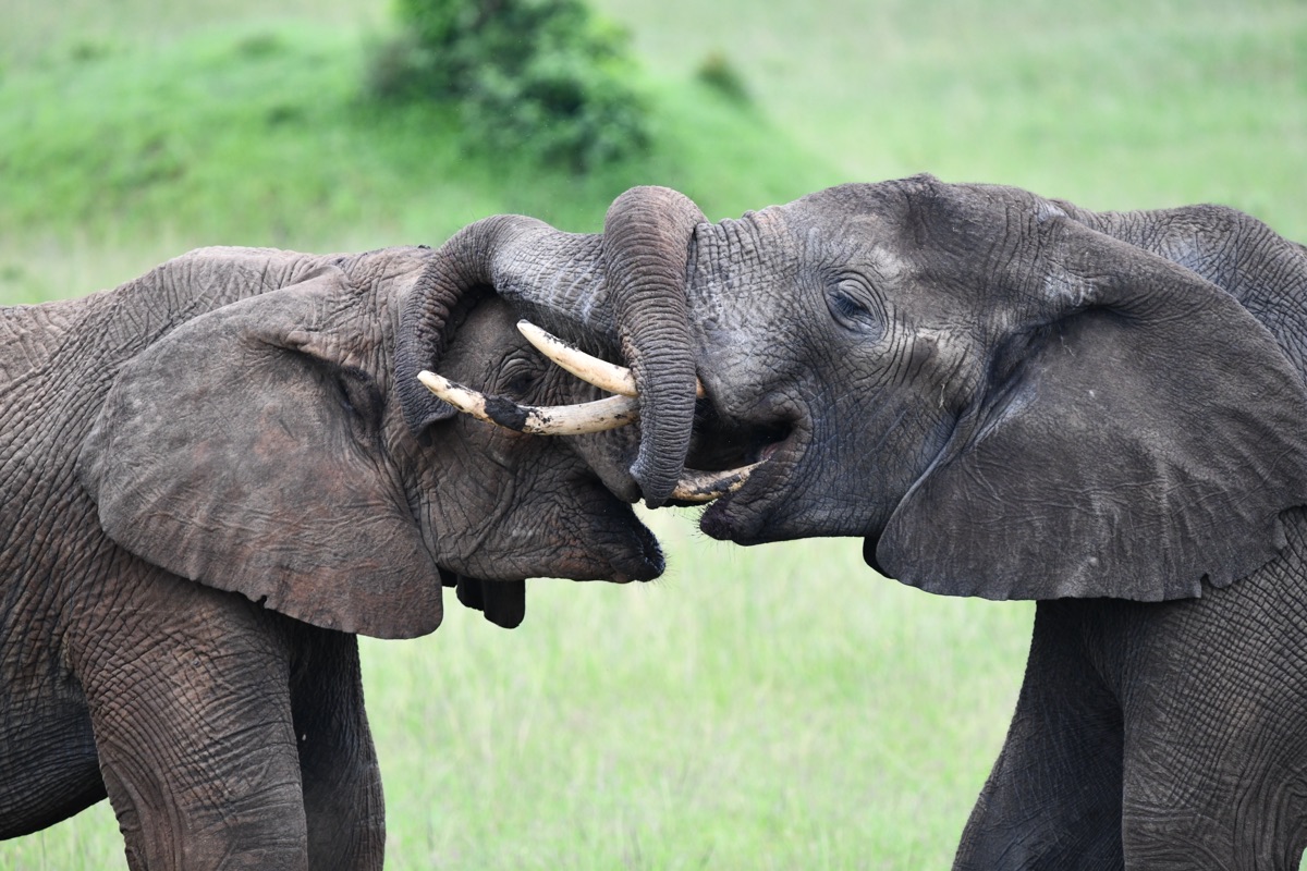 Zwei Elefantenbullen berühren und verschlingen spielerisch ihre Rüssel in der Masai Mara