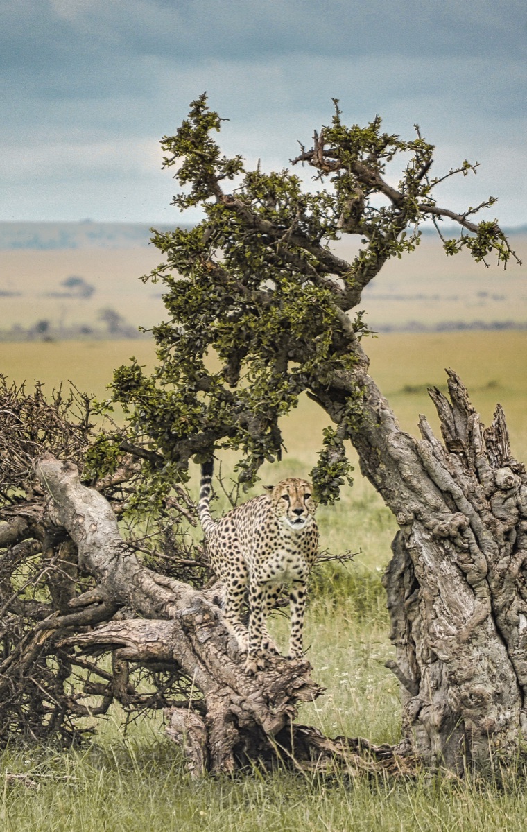 Gepard steht zwischen knorrigen Baumstämmen in der Savanne