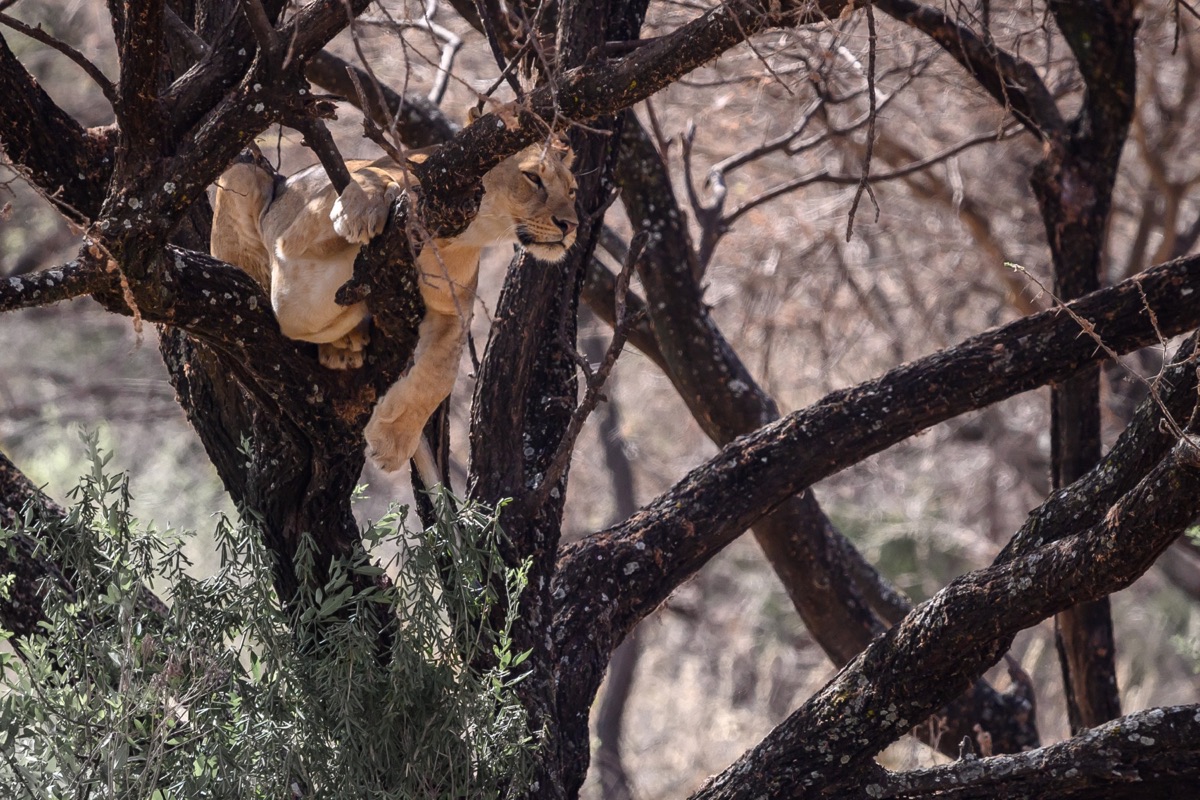 Baumlöwe im Lake-Manyara-Nationalpark – Foto: Lars Bücker