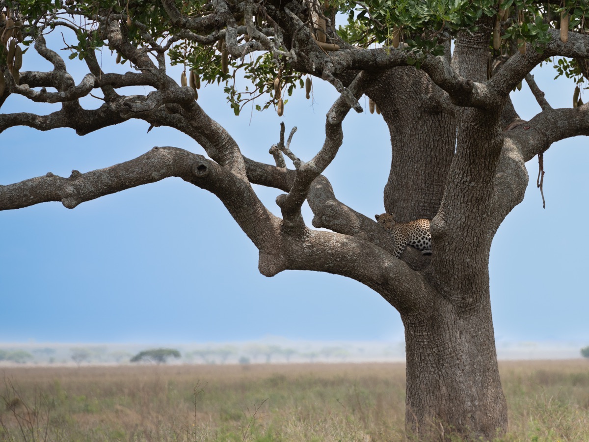 Leopard ruht auf einem großen Baum in der afrikanischen Savanne