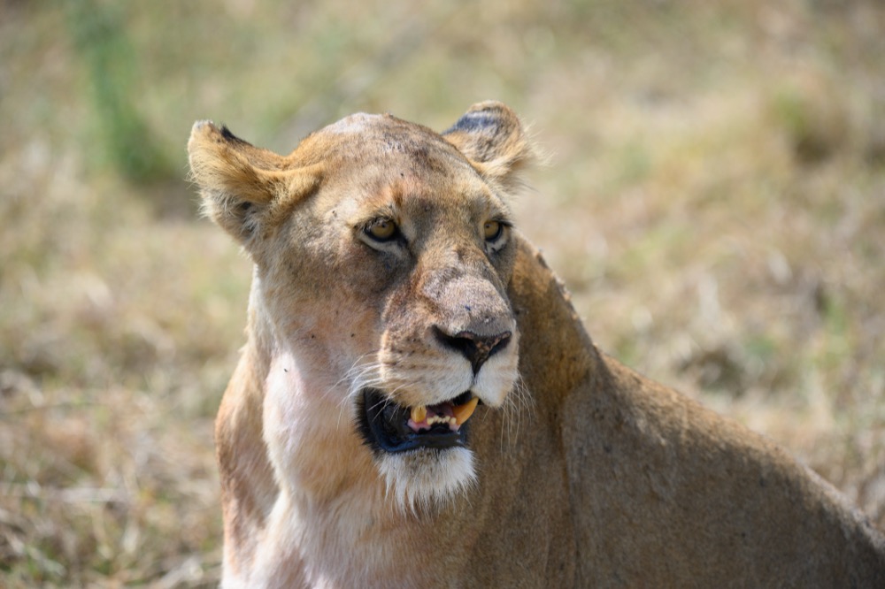 Löwin mit geöffnetem Maul im Ngorongoro-Krater