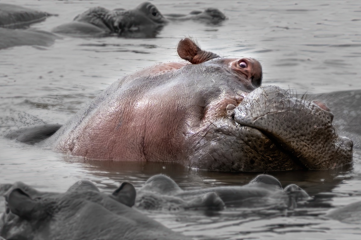 Nilpferd liegt zwischen weiteren Nilpferden im Wasser