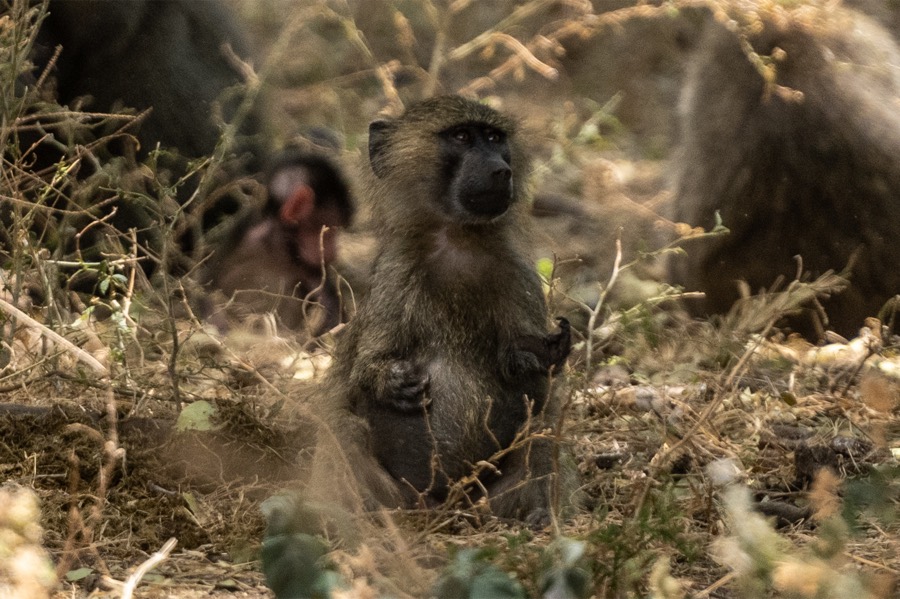 Junger Pavian mit sichtbar fehlgebildeten Vorderarmen im Tarangire-Nationalpark