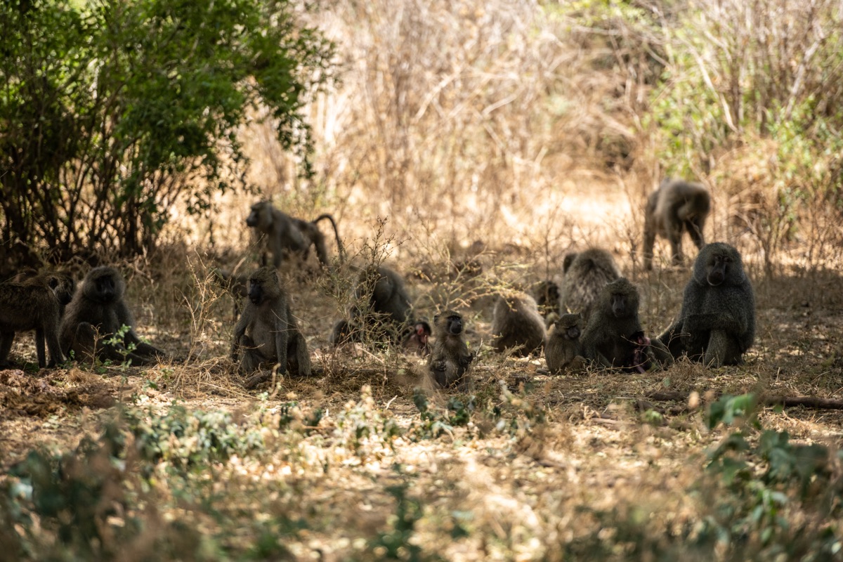 Paviangruppe im Tarangire-Nationalpark mit einem Jungtier mit fehlgebildeten Vorderarmen