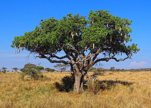 Charakteristischer Baum in der Savanne des Tarangire
